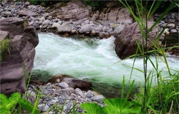 巴馬藤茶禁忌_巴馬藤茶是什么植物_巴馬養(yǎng)生藤茶