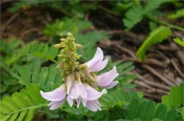 巴馬藤茶禁忌_巴馬養(yǎng)生藤茶_巴馬藤茶是什么植物