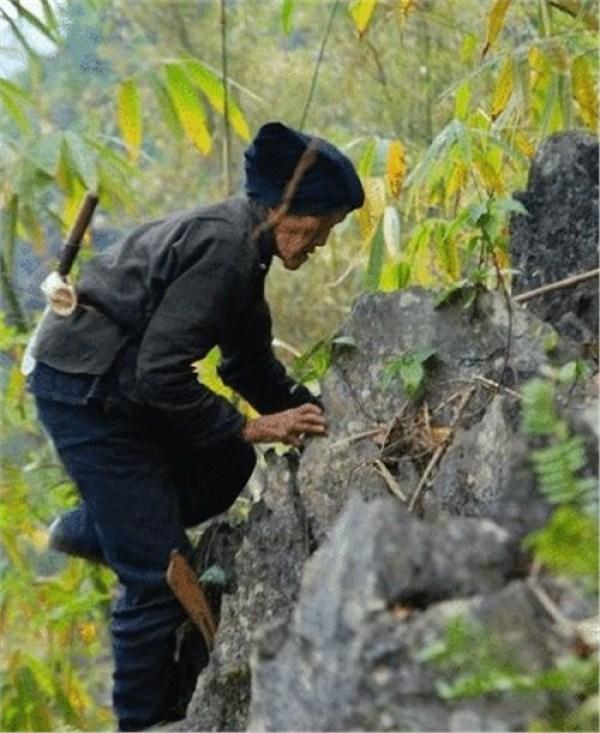 巴馬藤茶禁忌_巴馬藤茶是什么植物_巴馬養(yǎng)生藤茶